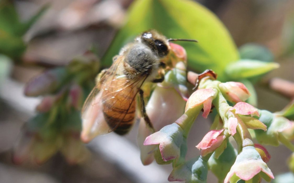 This photo shows a honeybee pollinating a plant.